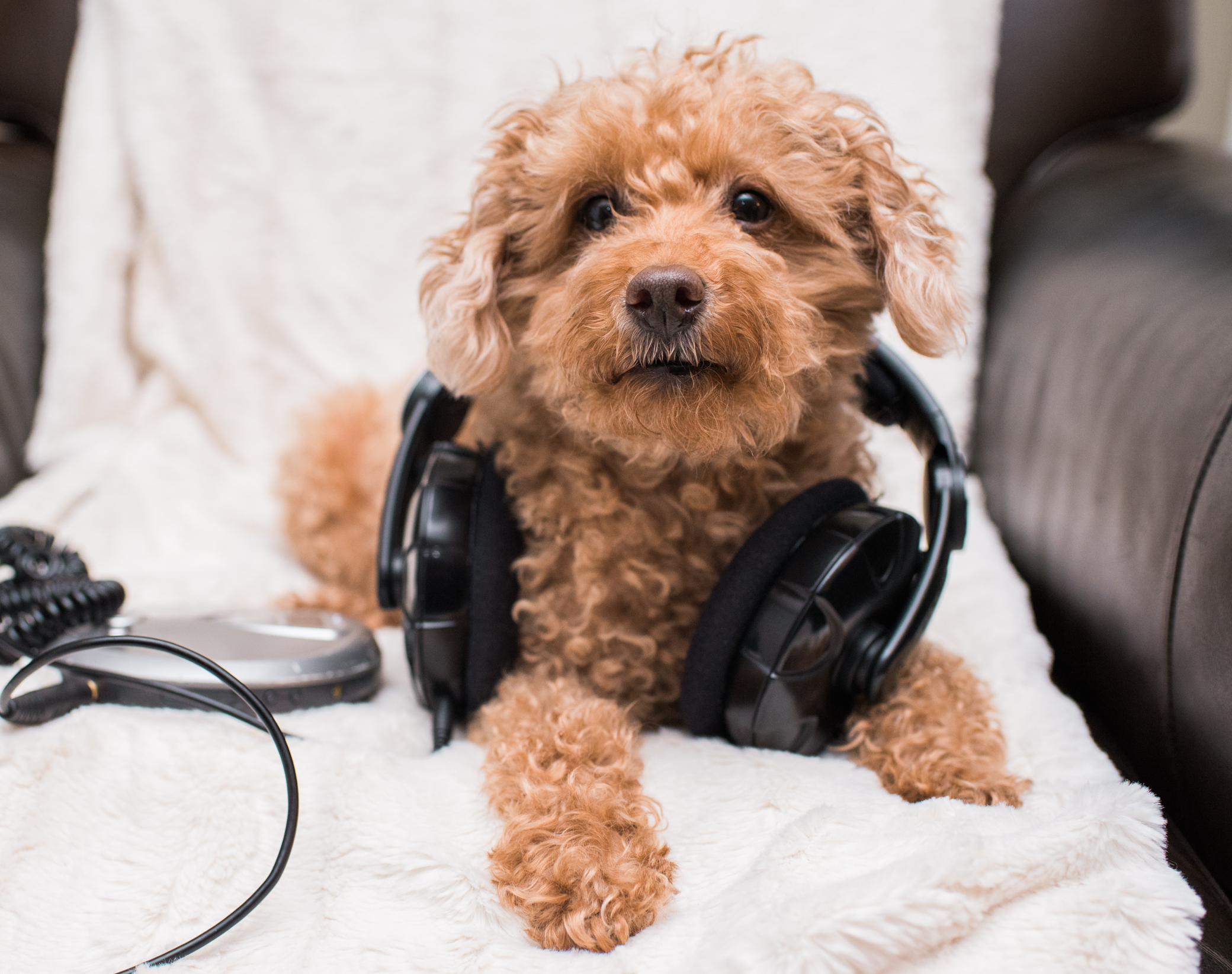 a red toy poodle named Barkley on a chair wearing headphones