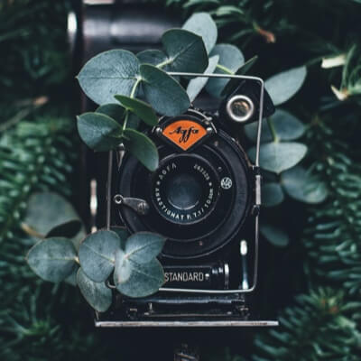 a camera tucked among some foliage